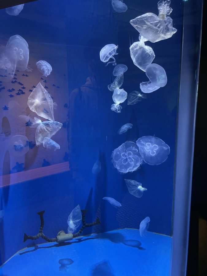 jellyfishes