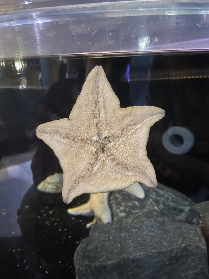 starfish