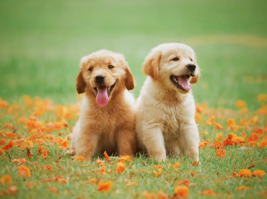 Golden Retriever puppies living their best lives.
