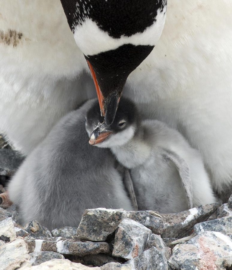 Gentoo Baby Penguins