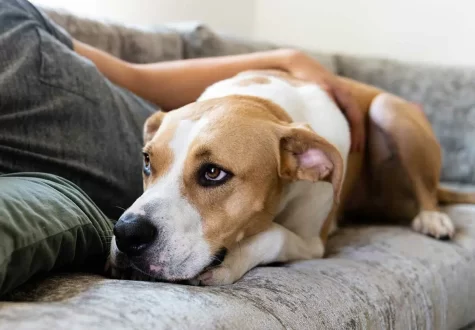 Dogs can feel the same emotions as their human, including anxiety and fear, (NationalToday.com)